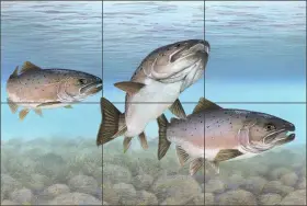 Tka002cs Artwork On Tile Atlantic Salmon Backsplash Tim Knepp Fish Art Ceramic Mural Tka002