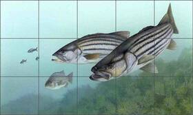 Artwork On Tile Tka011cs Striped Bass Backsplash Tim Knepp Fish Art Ceramic Mural Tka011