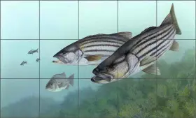 Tka011cs Artwork On Tile Striped Bass Backsplash Tim Knepp Fish Art Ceramic Mural Tka011