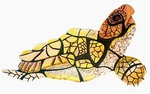 Sea Turtle Mosaic Tile Art New Handmade Custom Ceramic. Price: $300.00.
