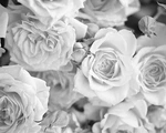 Ohpopsi WALS0206 Grey Petals Wall Mural, & Off-white New. Price: $98.55.