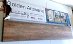Macchiato Golden Arowana Lvp Flooring - One Box 15 Sqft For. Price: $85.00.