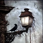 12 X Bird On Lantern By Arthur Rackham Backsplash Ceramic Tile #2476 New. Price: $51.00.