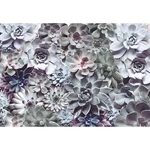 Komar Photo Mural Wallpaper Background Succulents 12'1" X 8'4" Decor Open. Price: $89.87.